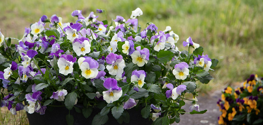 lavanda バイカラーロゴフラワーロンT Viola wittrockiana F₁ Highflyer™ Light Violet Shades | Benary